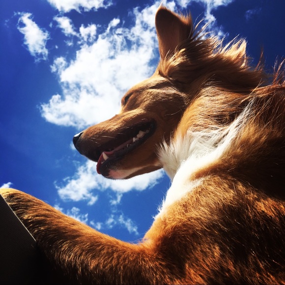 Meet your Posher, Brie - Picture 5 of 5